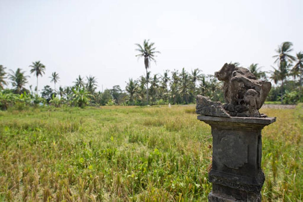 Villa Nyoman Ubud Exteriör bild