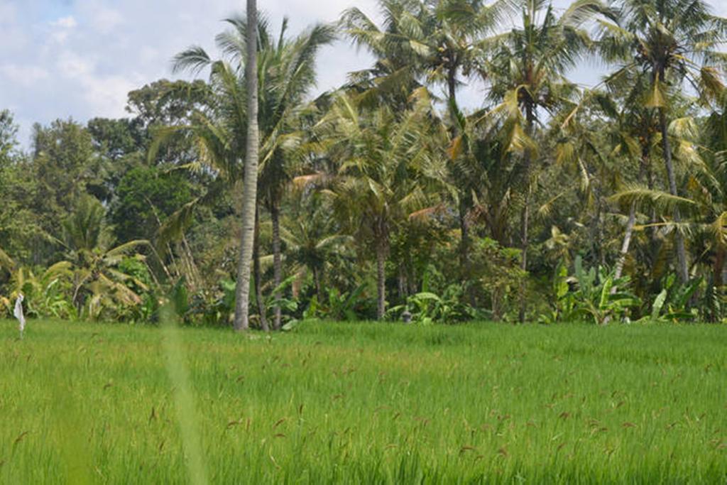 Villa Nyoman Ubud Exteriör bild